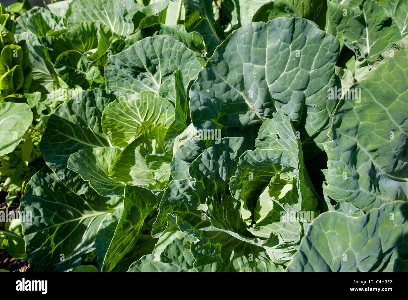 Home grown, organic green cabbages growing in garden in Bristol, uk Stock Photo