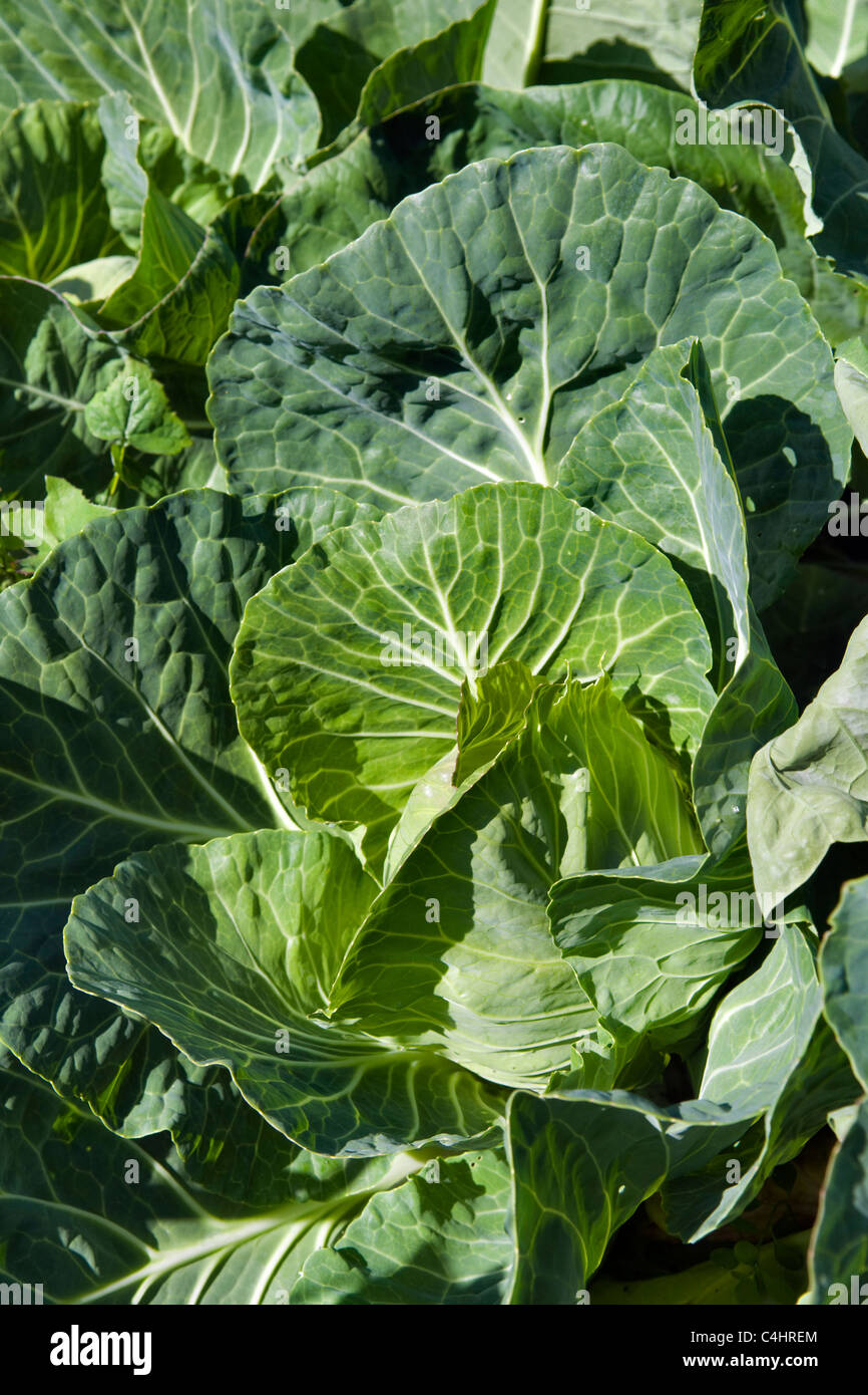 Home grown, organic green cabbages growing in garden in Bristol, uk Stock Photo