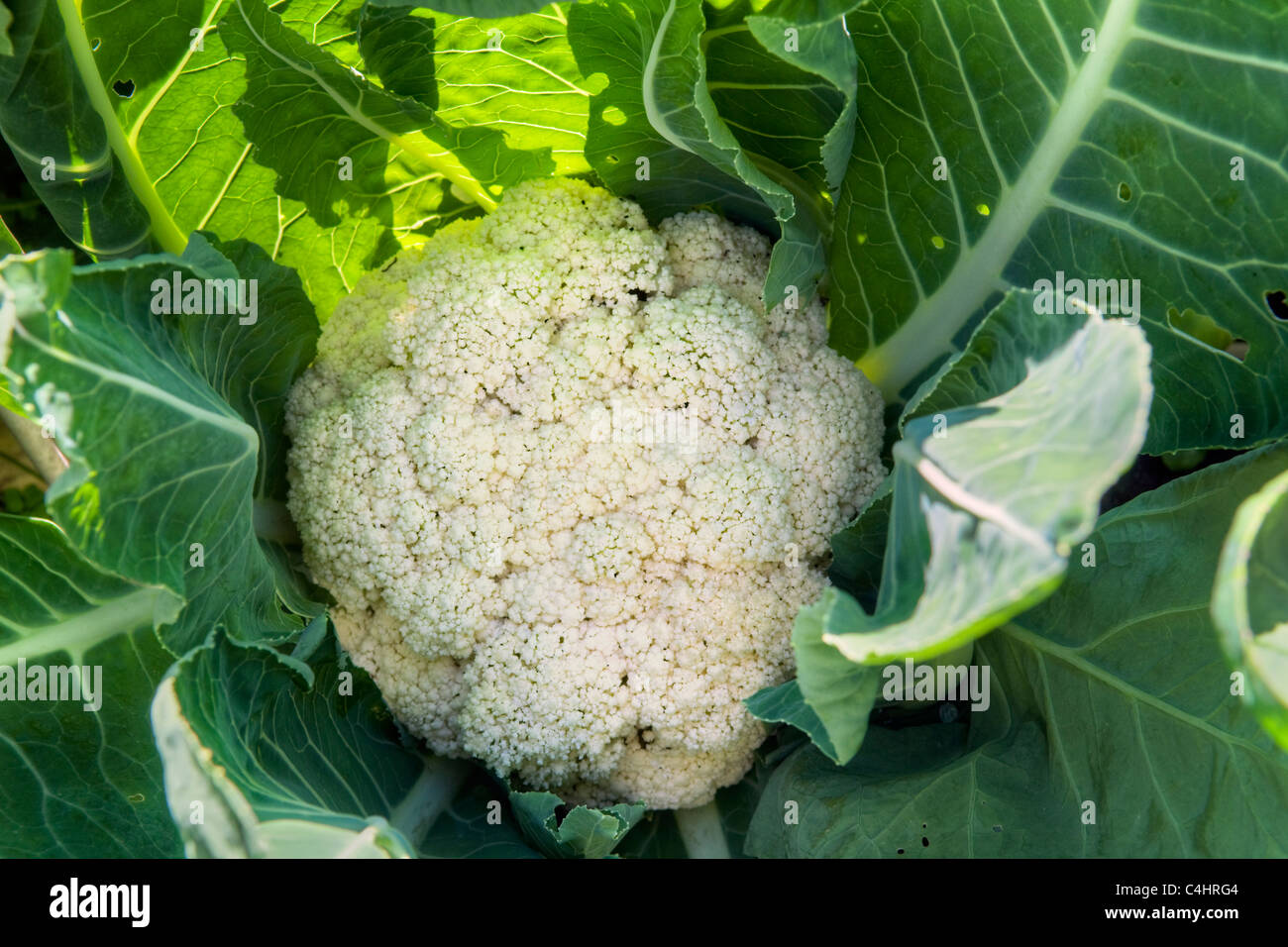 Close up of home grown, organic cauliflower growing in garden in Bristol, uk Stock Photo