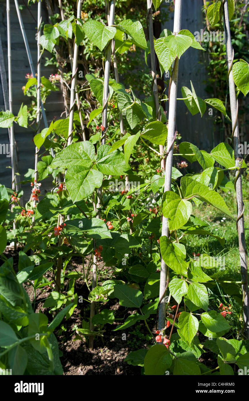 Organic home grown runner bean plants growing up canes in garden in Bristol, uk Stock Photo