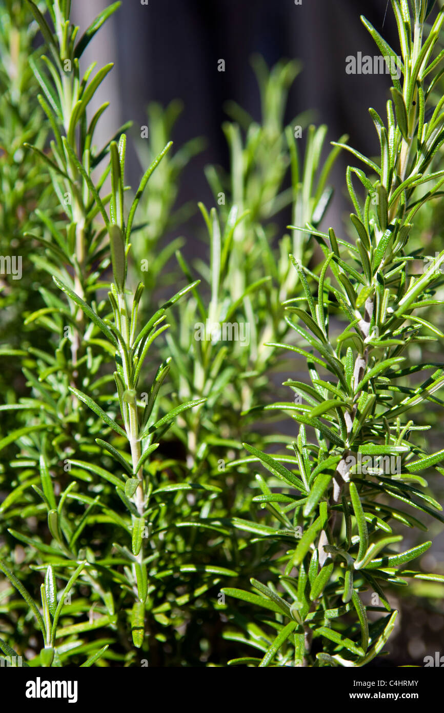 Close up of Rosemary herb growing in container taken in Bristol, uk in