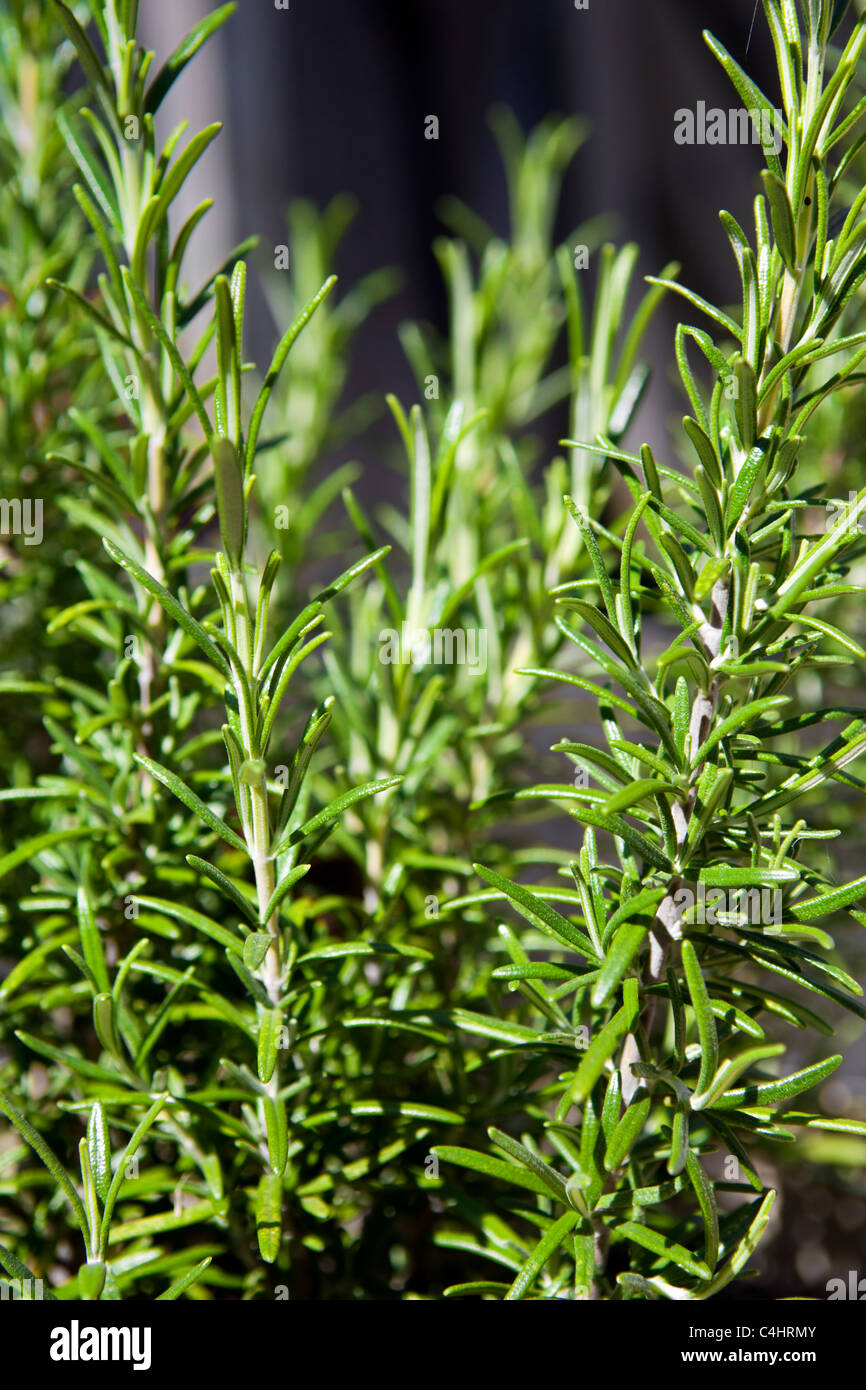 Close Up Of Rosemary Herb Growing In Container Taken In Bristol Uk In