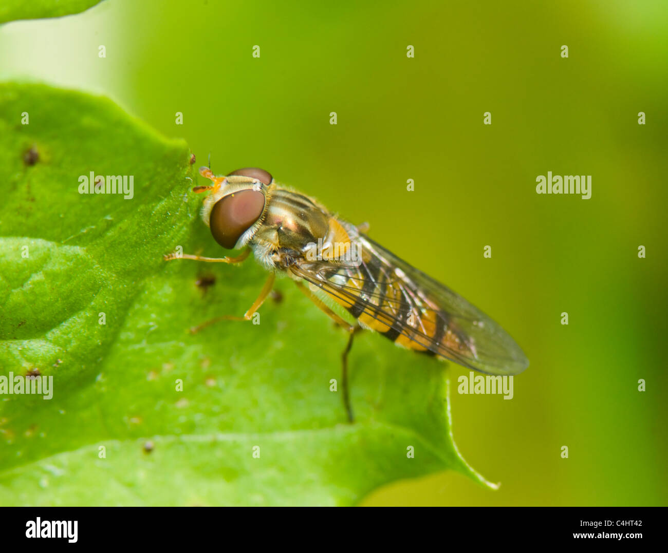 Hover-fly (Episyrphus balteatus), France Stock Photo
