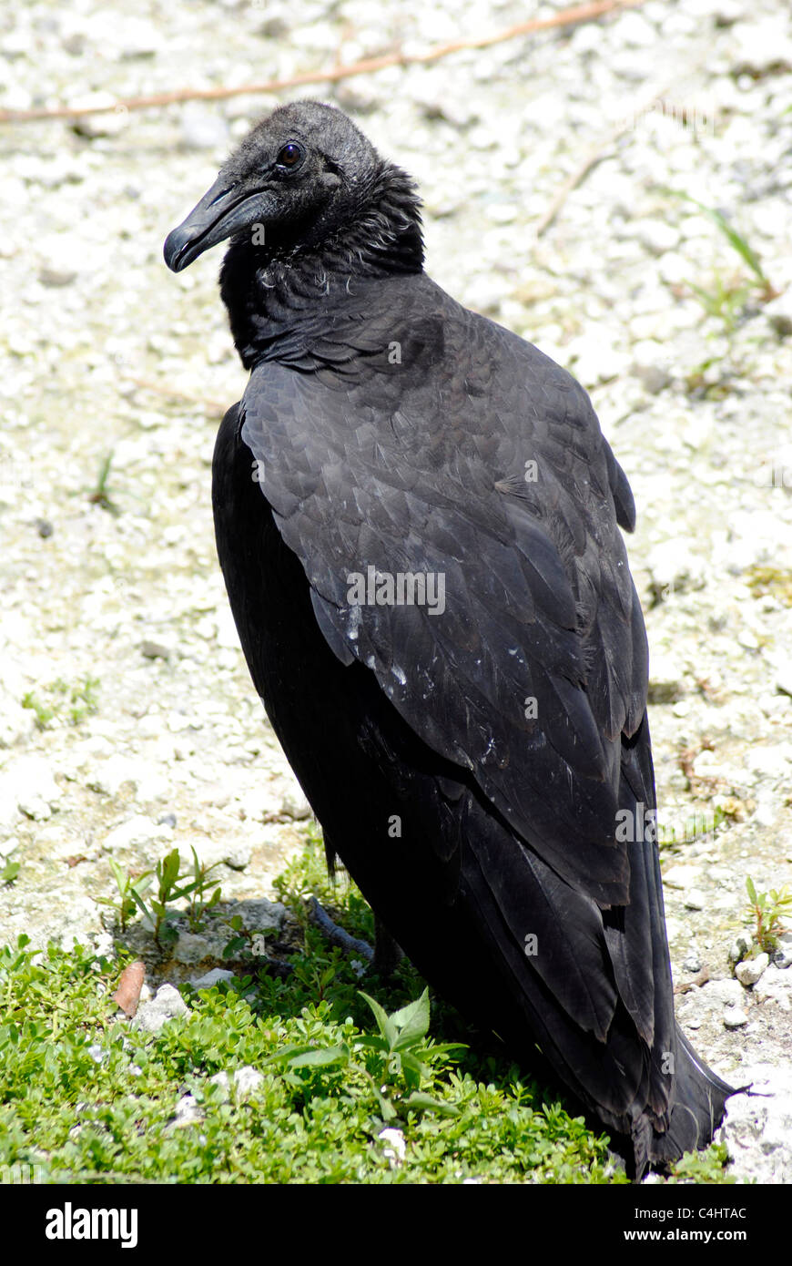 Black Vulture Latin name Coragyps atratus Stock Photo Alamy