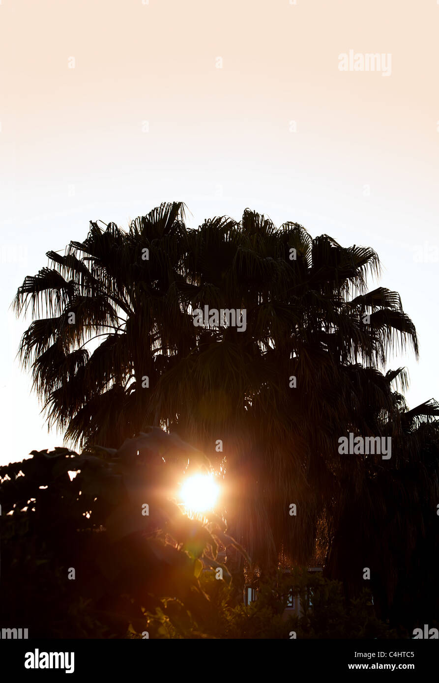 Palm tree silhouette with the shining sun at sunset Stock Photo
