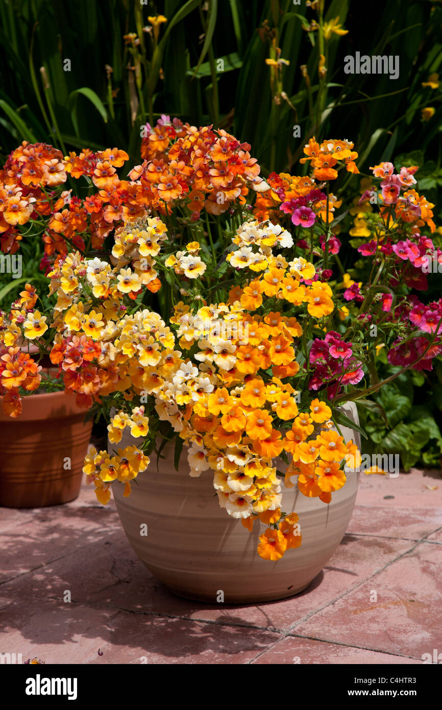 Summer Bedding Plants Stock Photo Alamy