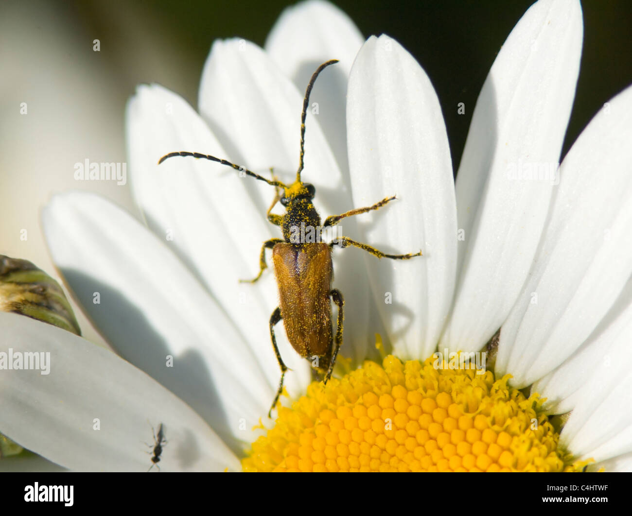 Long-horned Beetle (Leptura rubra), France Stock Photo