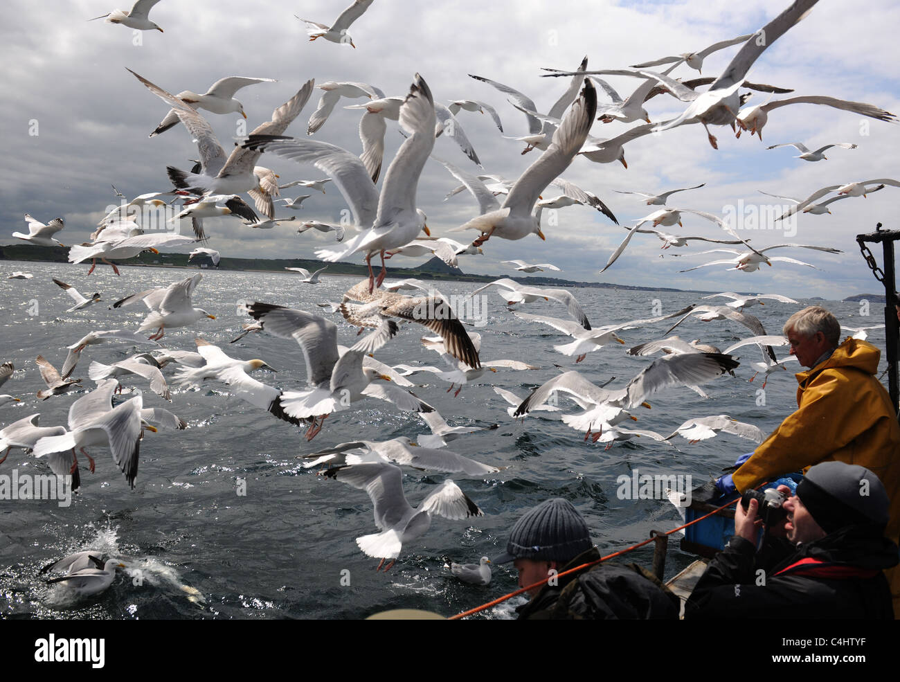 Chumming seabirds around the Bass Rock Stock Photo
