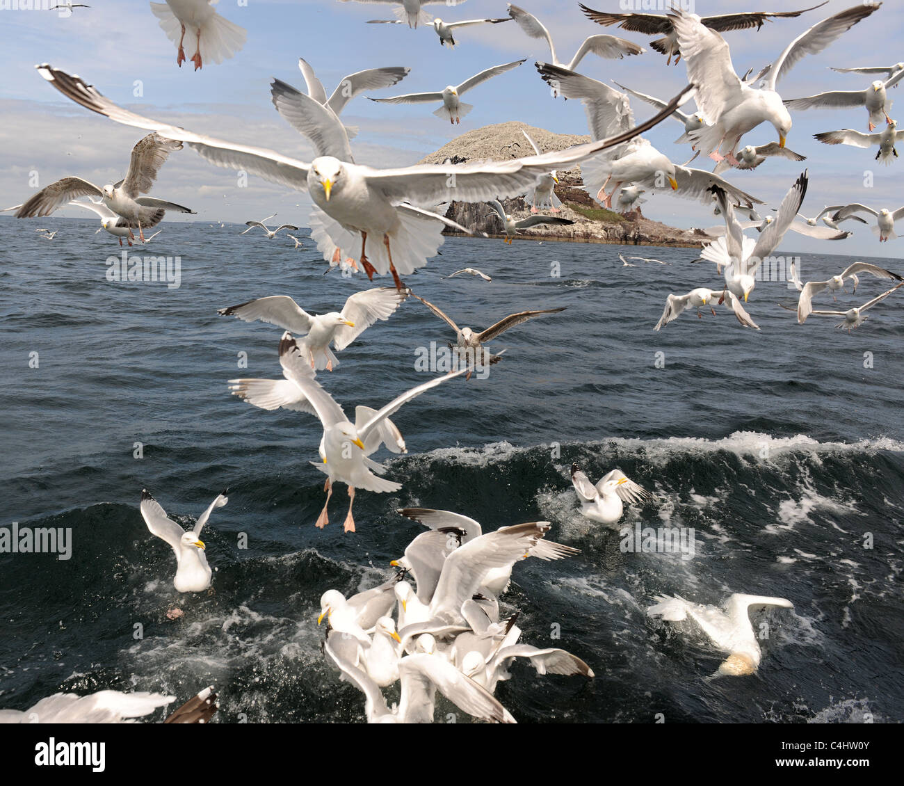 Chumming seabirds around the Bass Rock Stock Photo