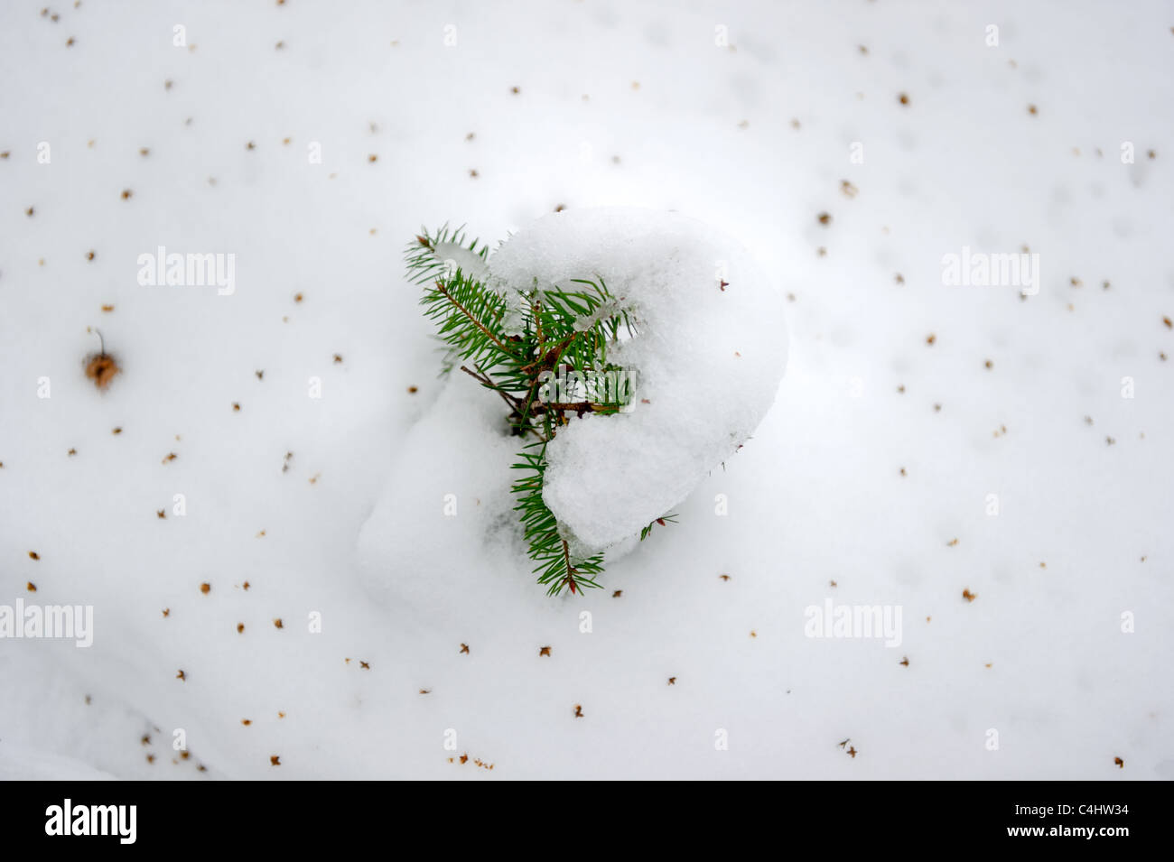 young fir tree covered partly by snow Stock Photo