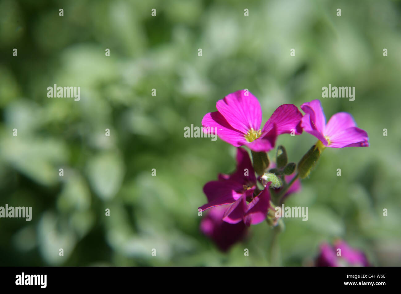 Cosmos bedding border hi-res stock photography and images - Alamy