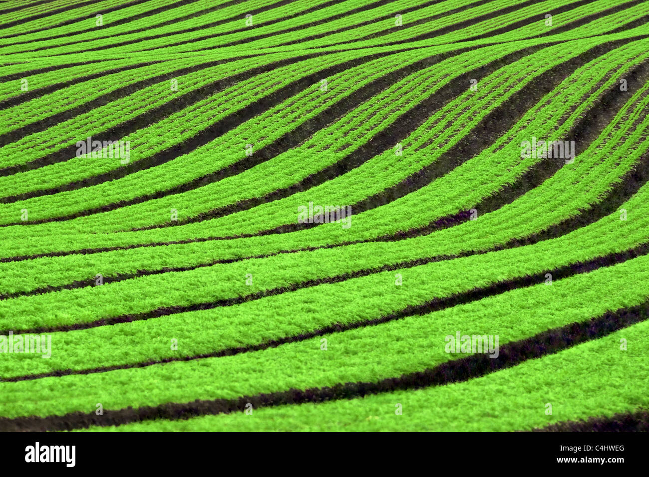 Rows of Carrot Crops Stock Photo
