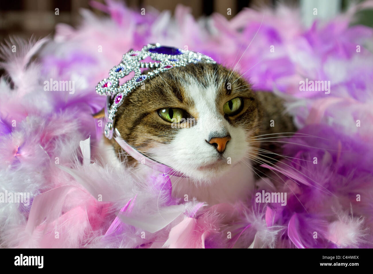 A pet cat wearing a tiara Stock Photo - Alamy