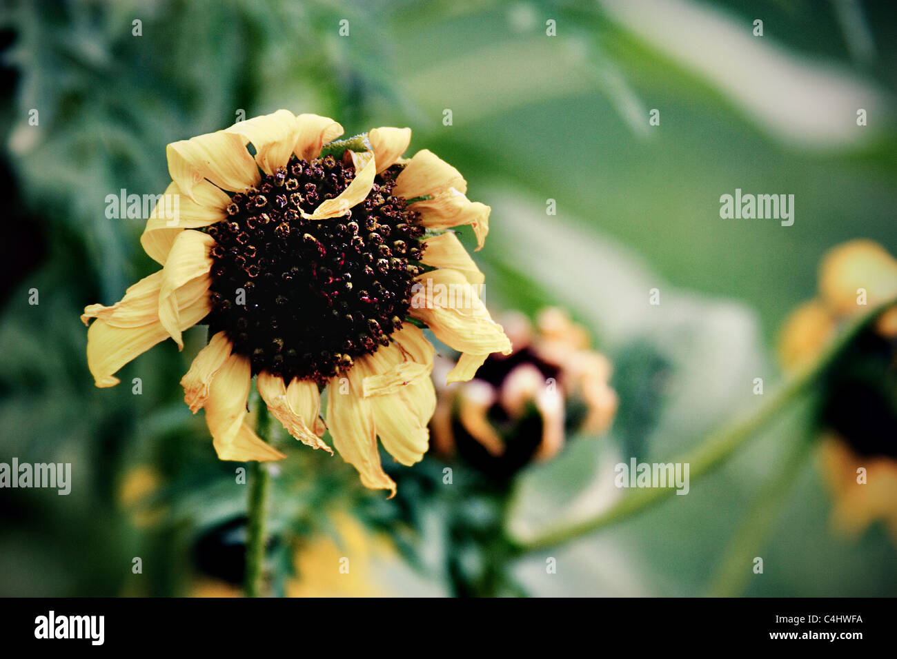A dying sunflower Stock Photo Alamy