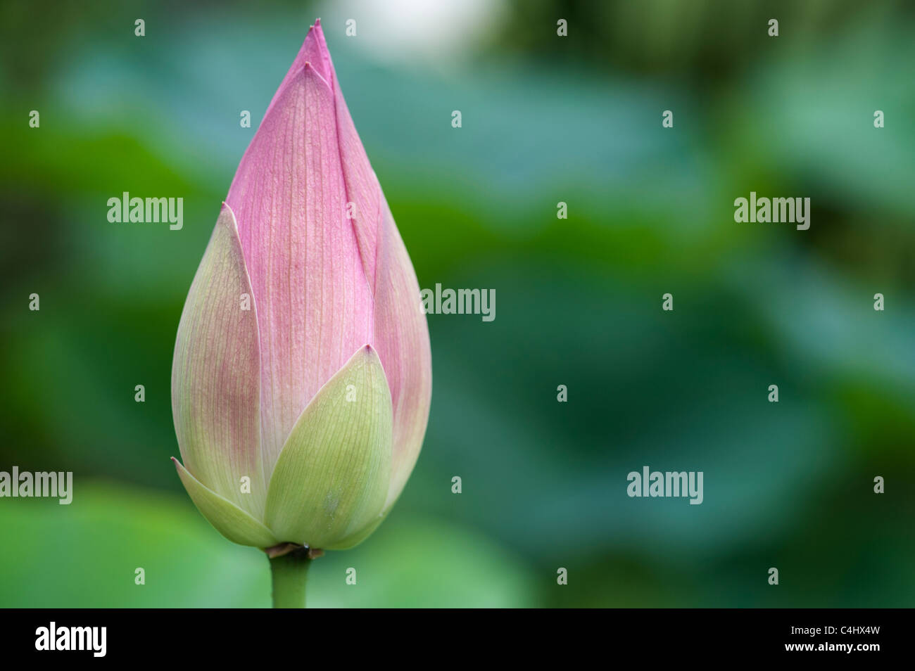 Nelumbo nucifera 'Baby Doll' . Lotus flower in bud Stock Photo Alamy