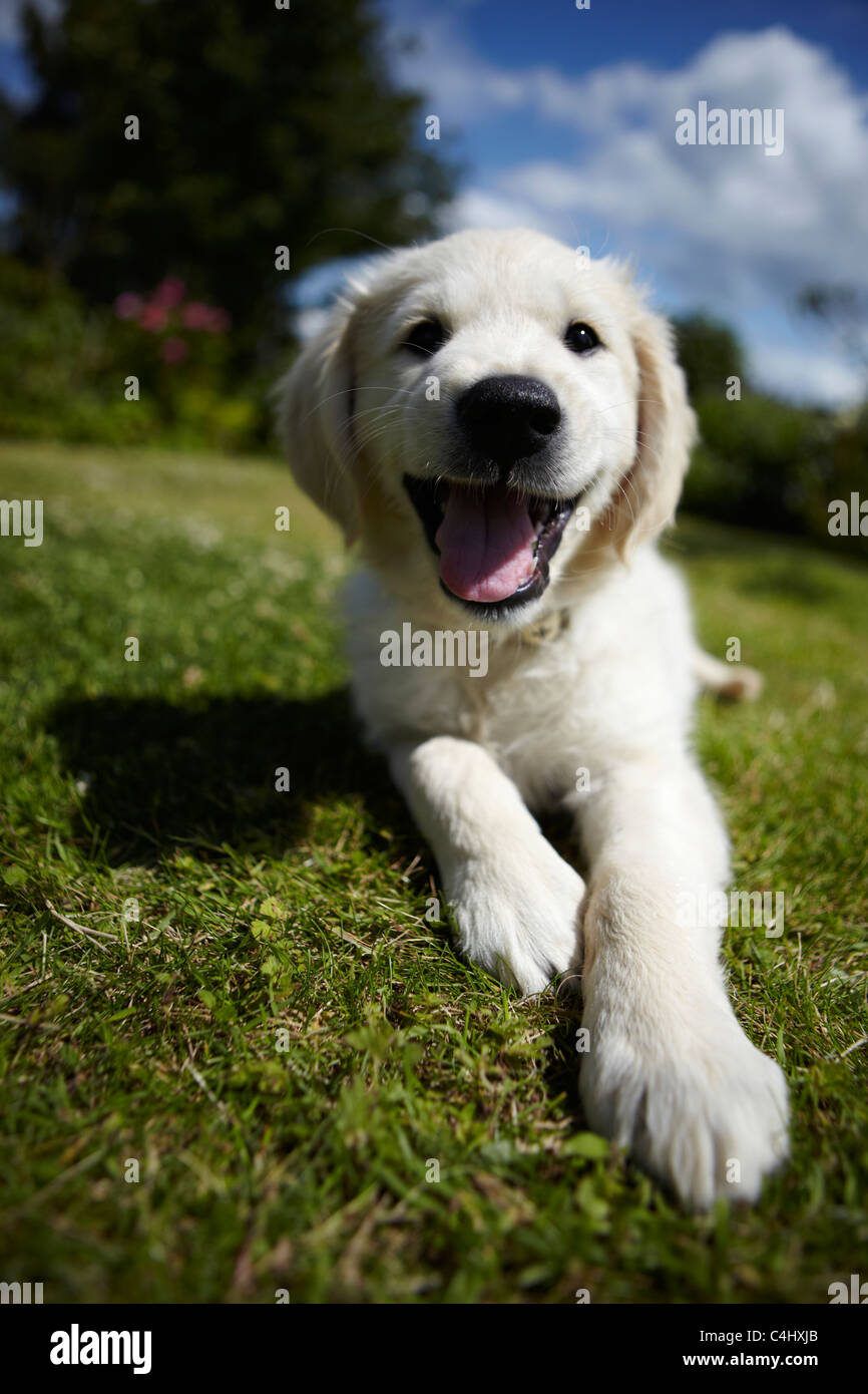 Golden retriever puppy playing in the garden Stock Photo - Alamy