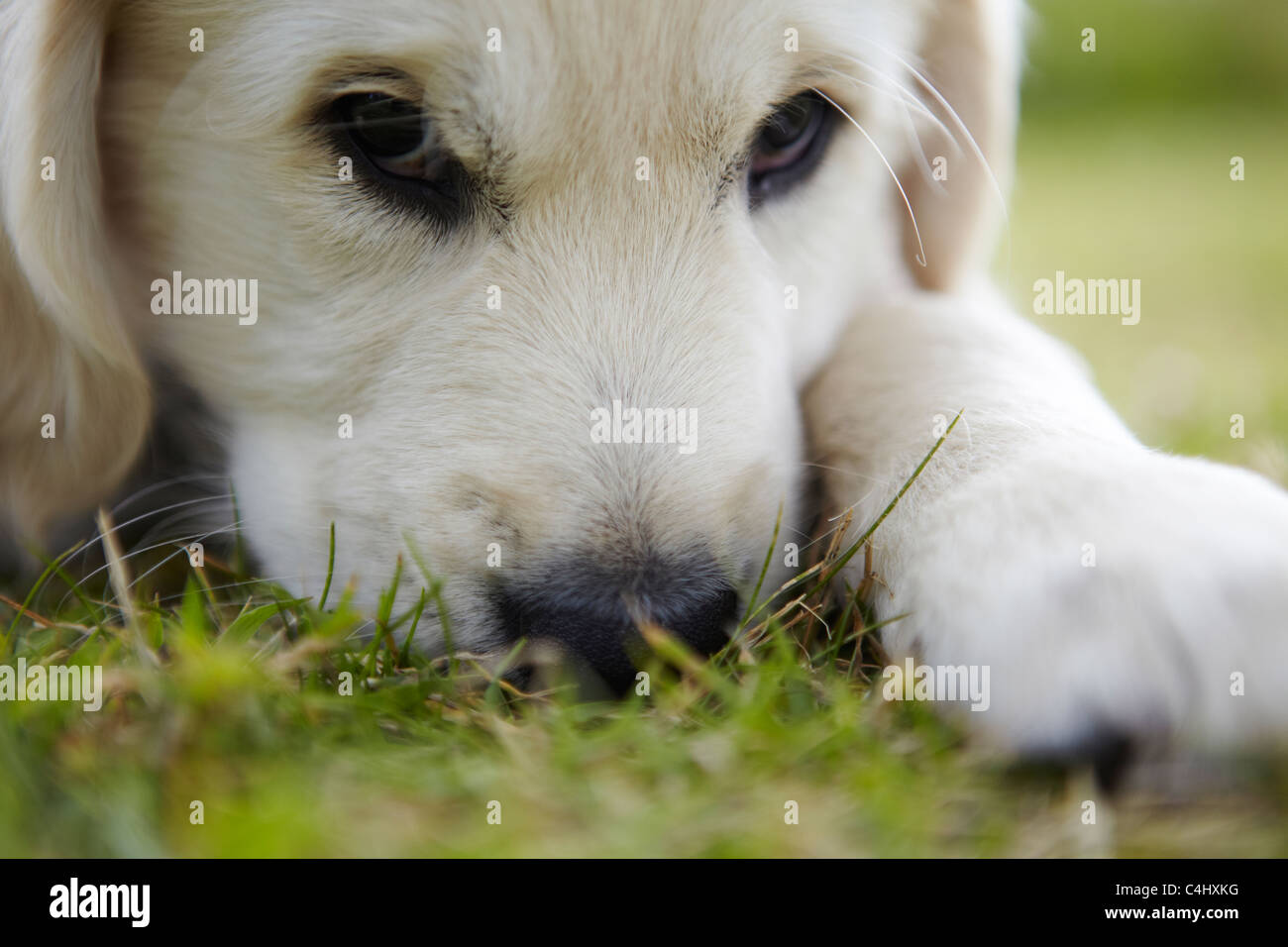 Golden retriever puppy playing in the garden Stock Photo - Alamy