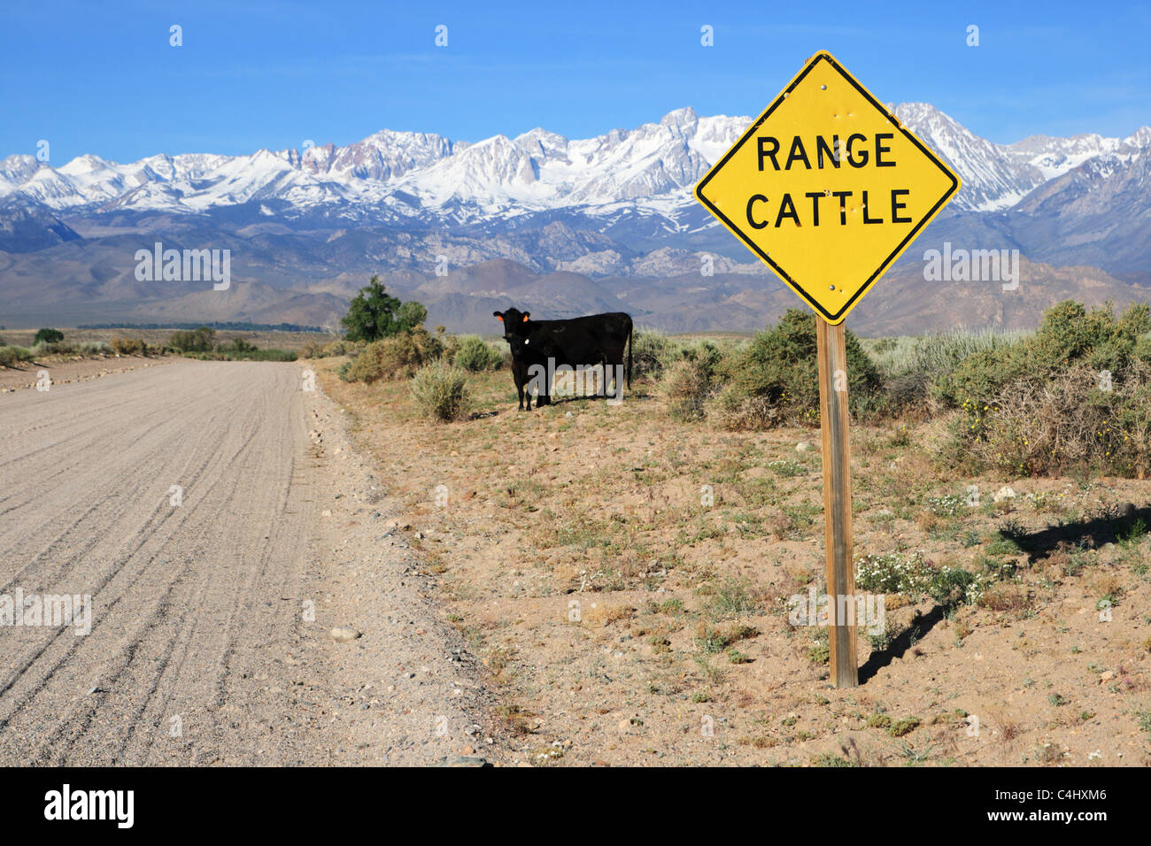 cattle range sign on the side of a dirt road with cattle on the edge and mountains in the distance Stock Photo