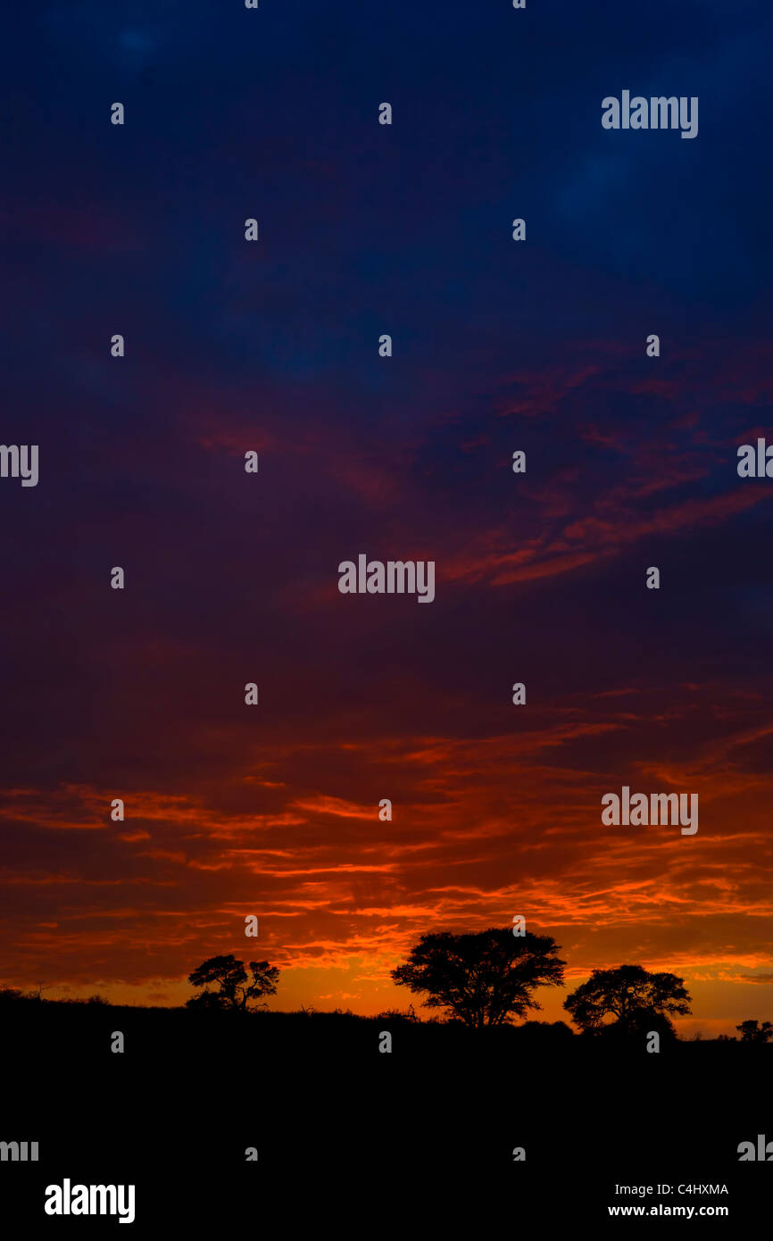 Dramatic Kalahari Sunrise, Kgalagadi Transfontier Park, South Africa Stock Photo