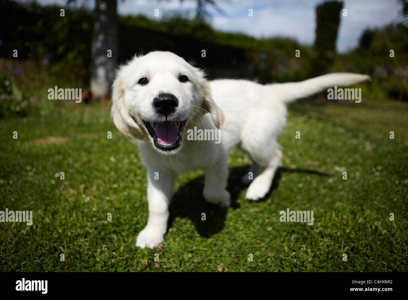 Golden retriever puppy playing in the garden Stock Photo - Alamy