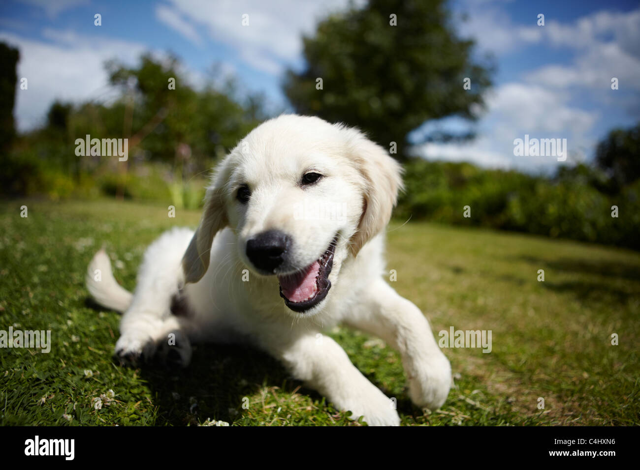 Golden retriever puppy playing in the garden Stock Photo - Alamy