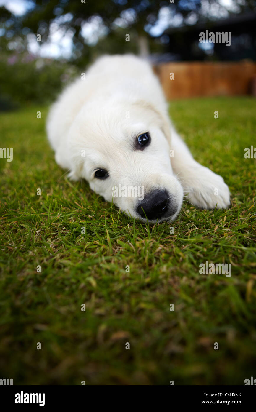 Golden retriever puppy playing in the garden Stock Photo - Alamy