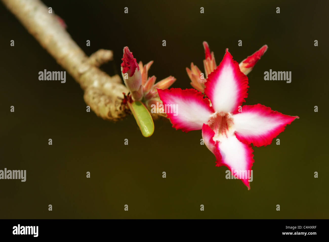 Impala Lily flower (Adenium multiflorum) in the Kruger National Park - South Africa Stock Photo
