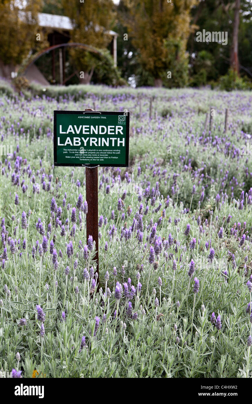 Lavender Labyrinth at Ashcombe Maze, Australia Stock Photo