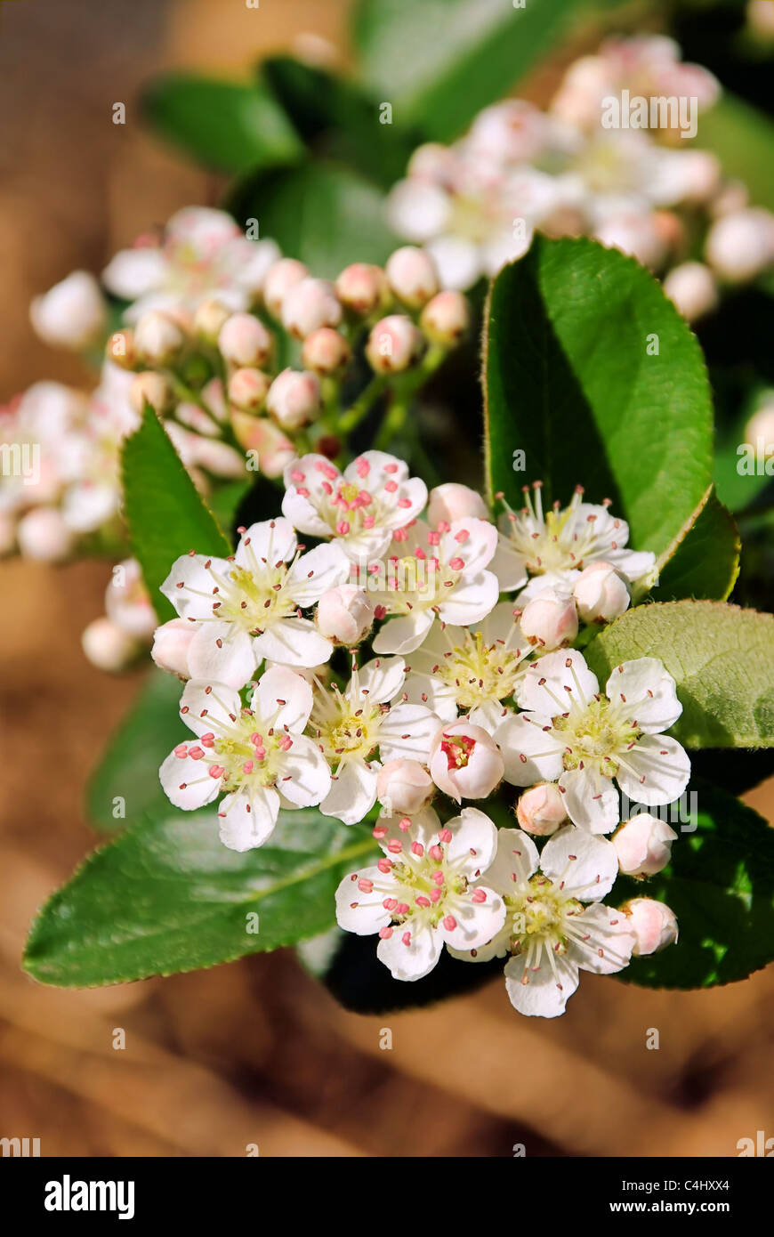 Apfelbeere Bluete - chokeberries flower 03 Stock Photo