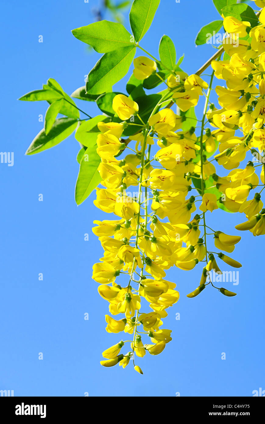 Goldregen - Laburnum 03 Stock Photo