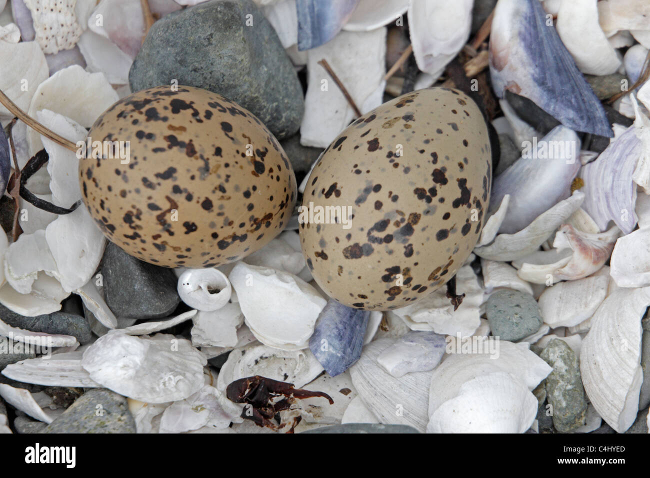 Two Oystercatcher eggs in shell nest Stock Photo Alamy