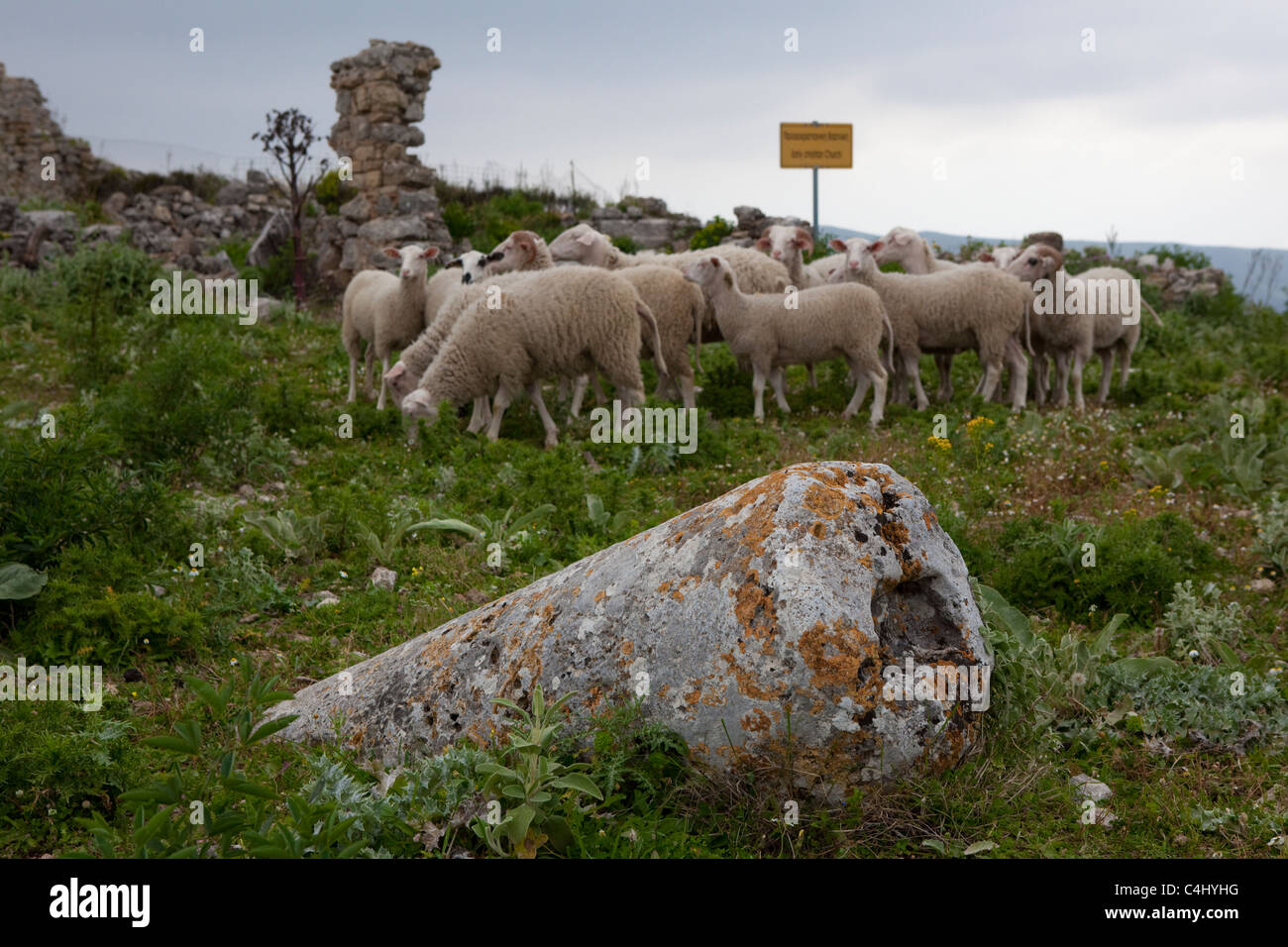 Polyrinia Polyrina hi-res stock photography and images - Alamy