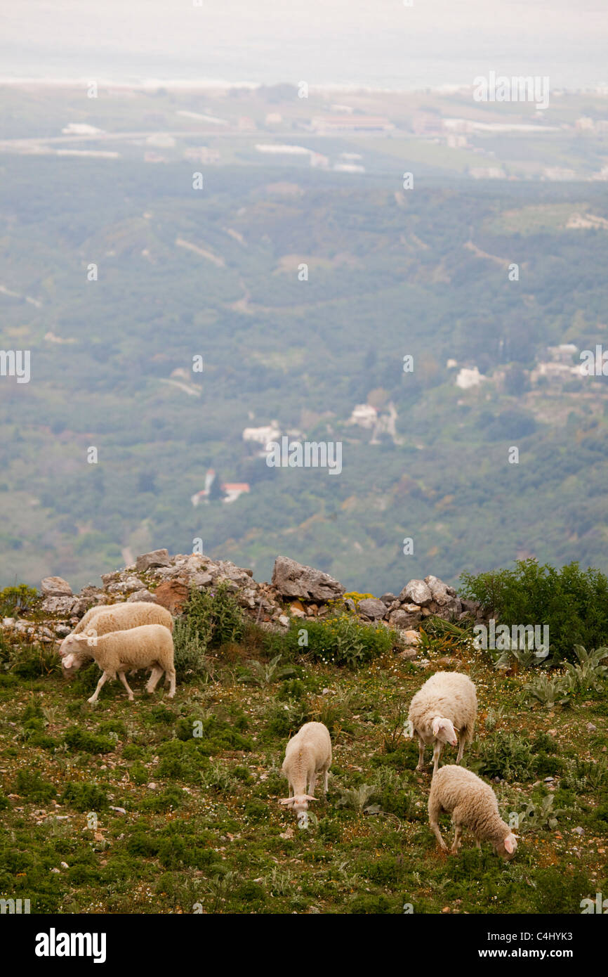 Sheep at the ancient Hellenic city of Polyrinia, Crete. The place name means 'many sheep' and it was the most fortified city in Stock Photo