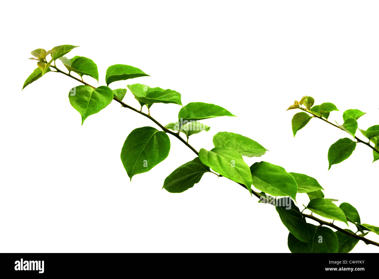 Branch of green leaves isolated on white background Stock Photo - Alamy