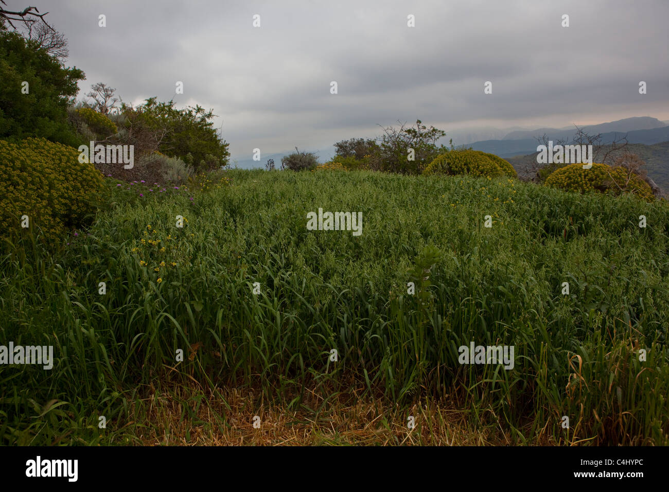 An ancient field with crops in the old Hellenic city of Polyrinia, Crete. Stock Photo