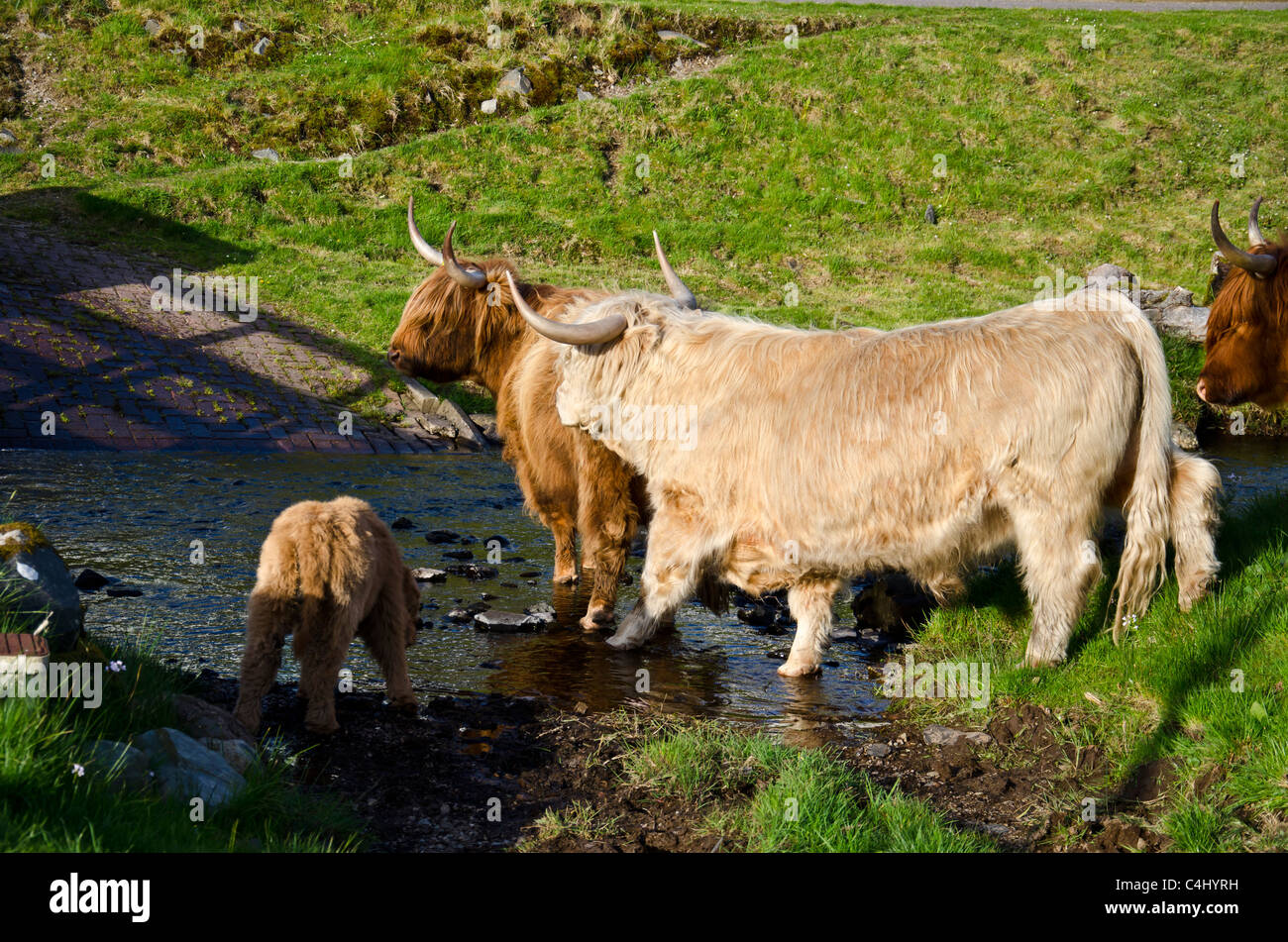 Highland cattle with calf in the village of Duirinish, Highland Region ...