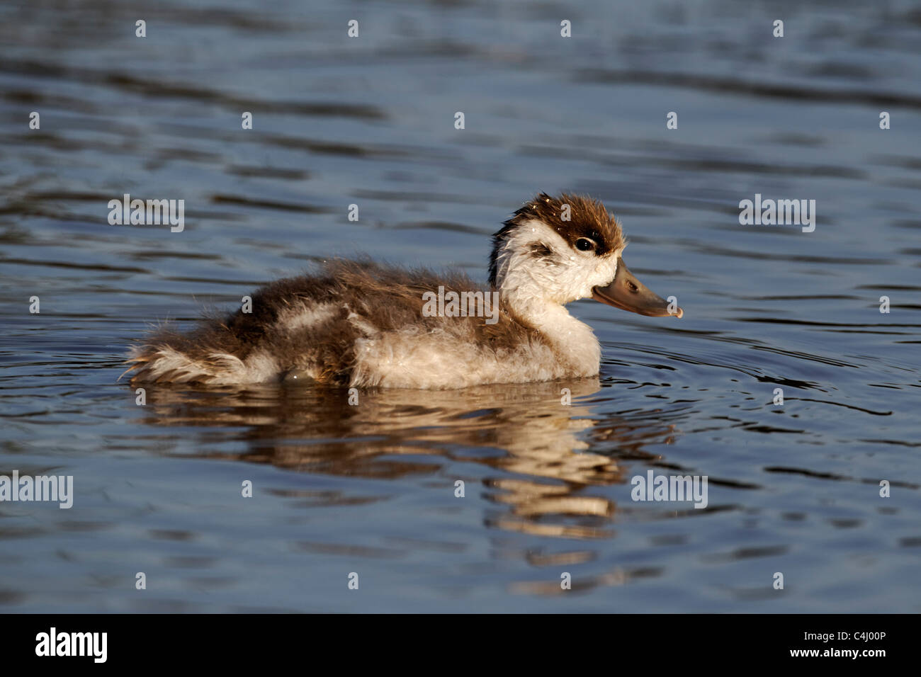 Shelduck, Tadorna tadorna, single young bird on water, Midlands, June 2011 Stock Photo