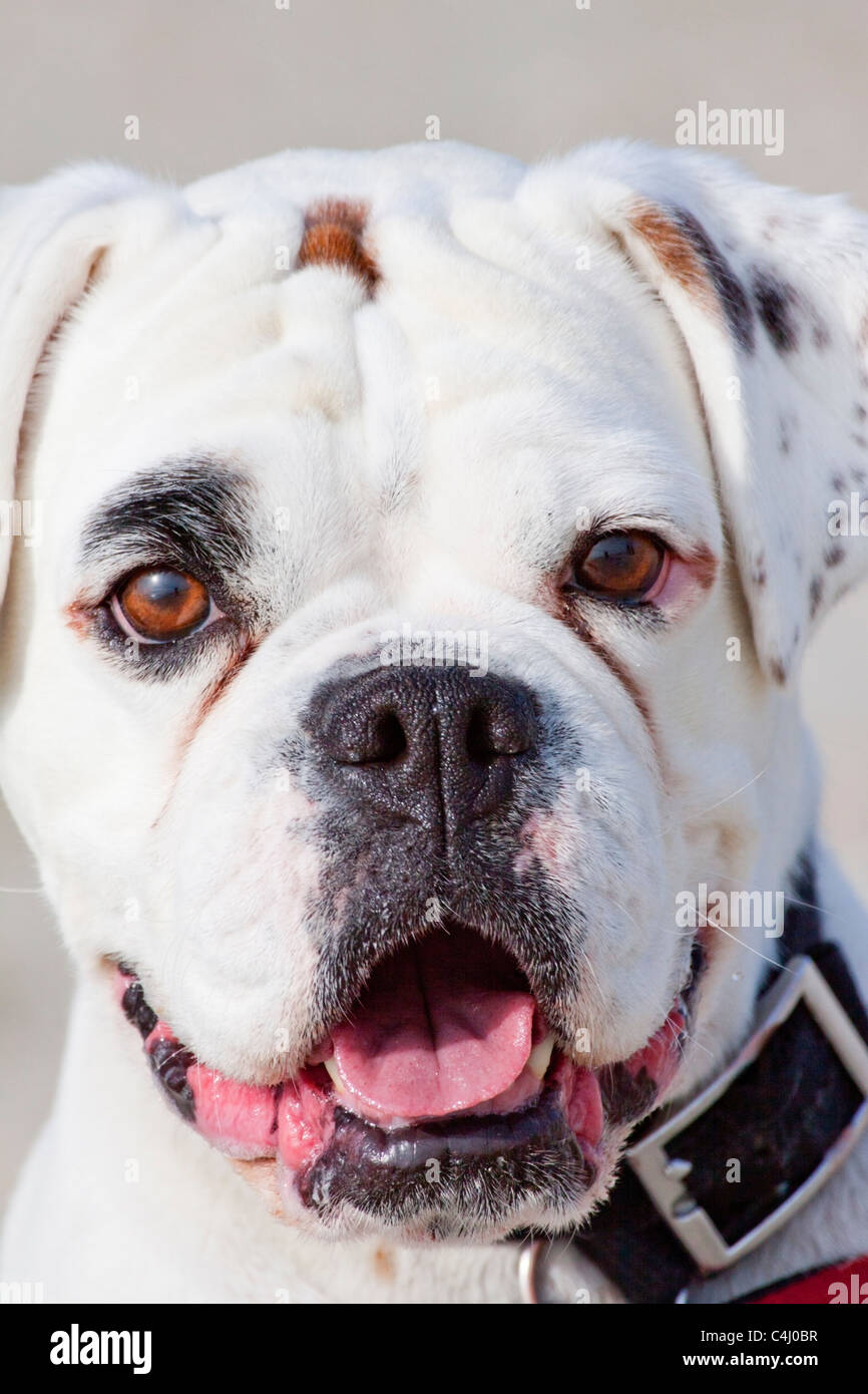 close up portrait of young white Boxer dog Stock Photo