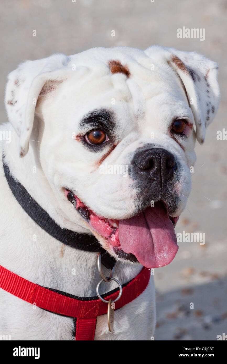 close up portrait of young white Boxer dog Stock Photo