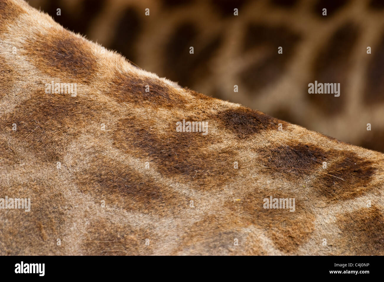 Giraffe Close Up (Giraffa Cameleopardis) in Kruger National Park, South Africa Stock Photo