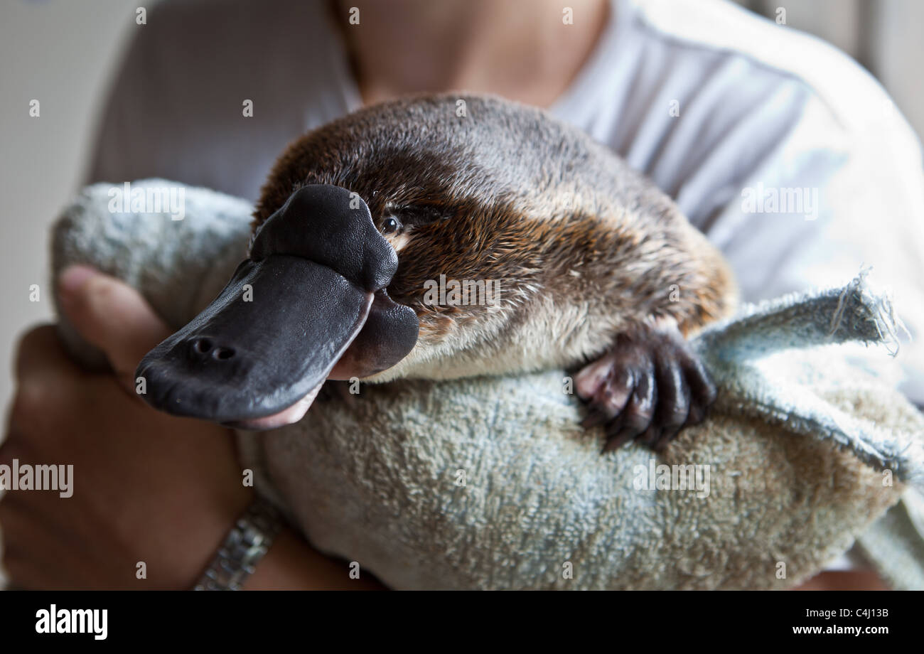 Platypus at Healesville Sanctuary, Australia Stock Photo