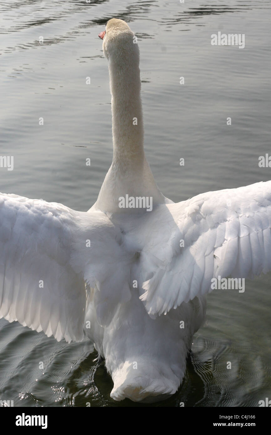 a white swan alights in flight from the Serpentine, Hyde Park, London 2011 Stock Photo