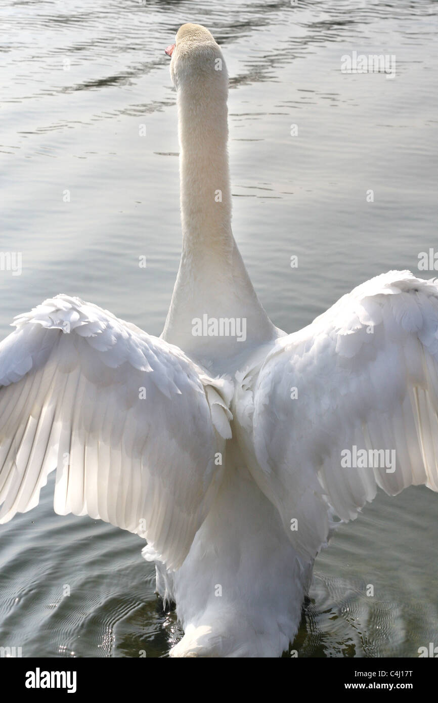 a white swan takes flight on the Serpentine, Hyde Park, 27 March, 2011 Stock Photo