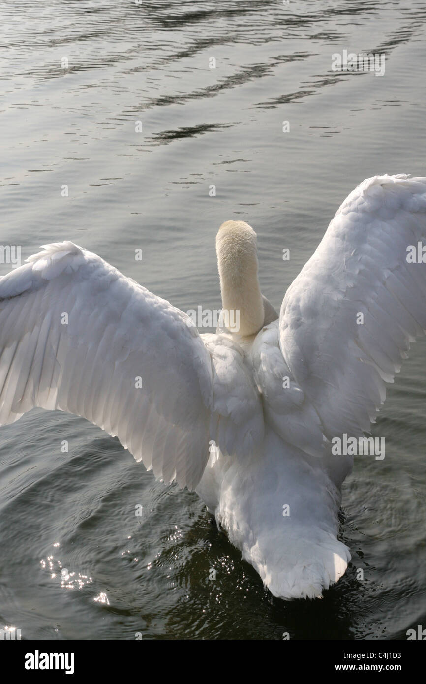 a white swan alights in flight on the Serpentine. Hyde Park, London. 27 May 2011 Stock Photo