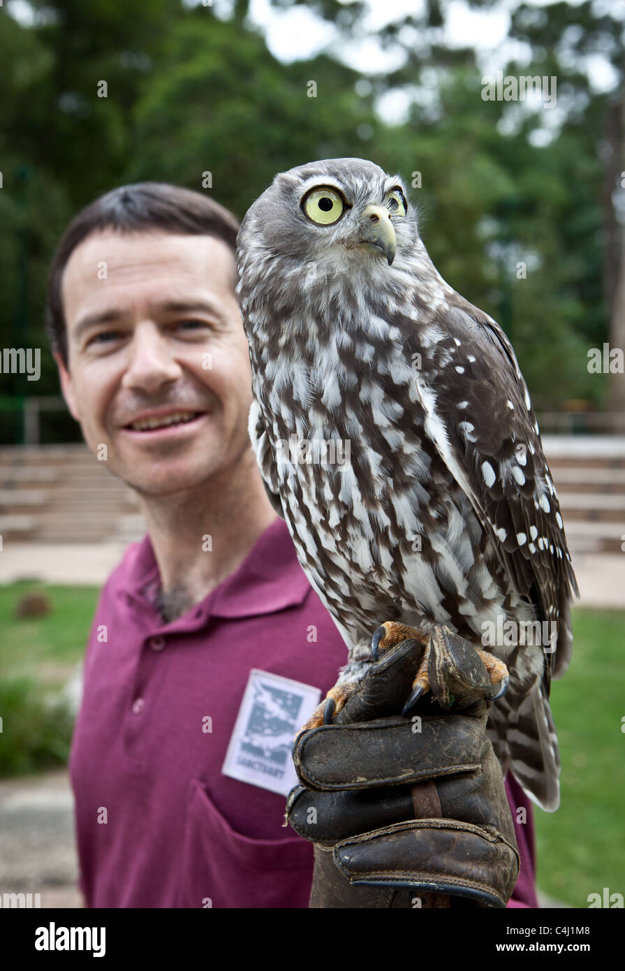 Barking Owl with handler at Healesville Sanctuary Stock Photo