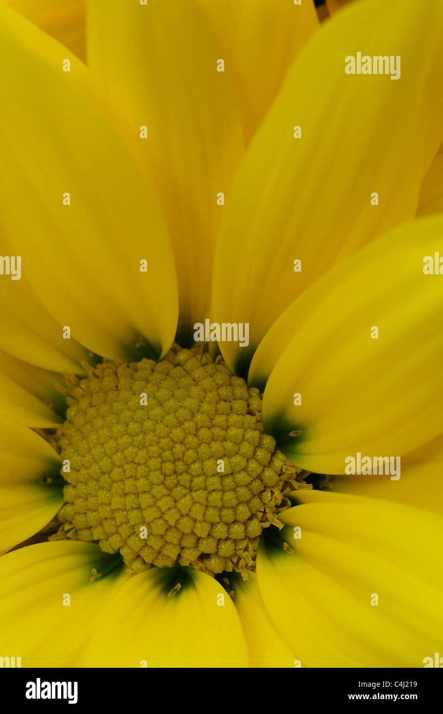 Yellow oxeye daisy Stock Photo