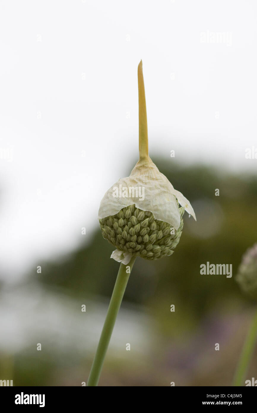 Onion Family Flower High Resolution Stock Photography and Images Alamy