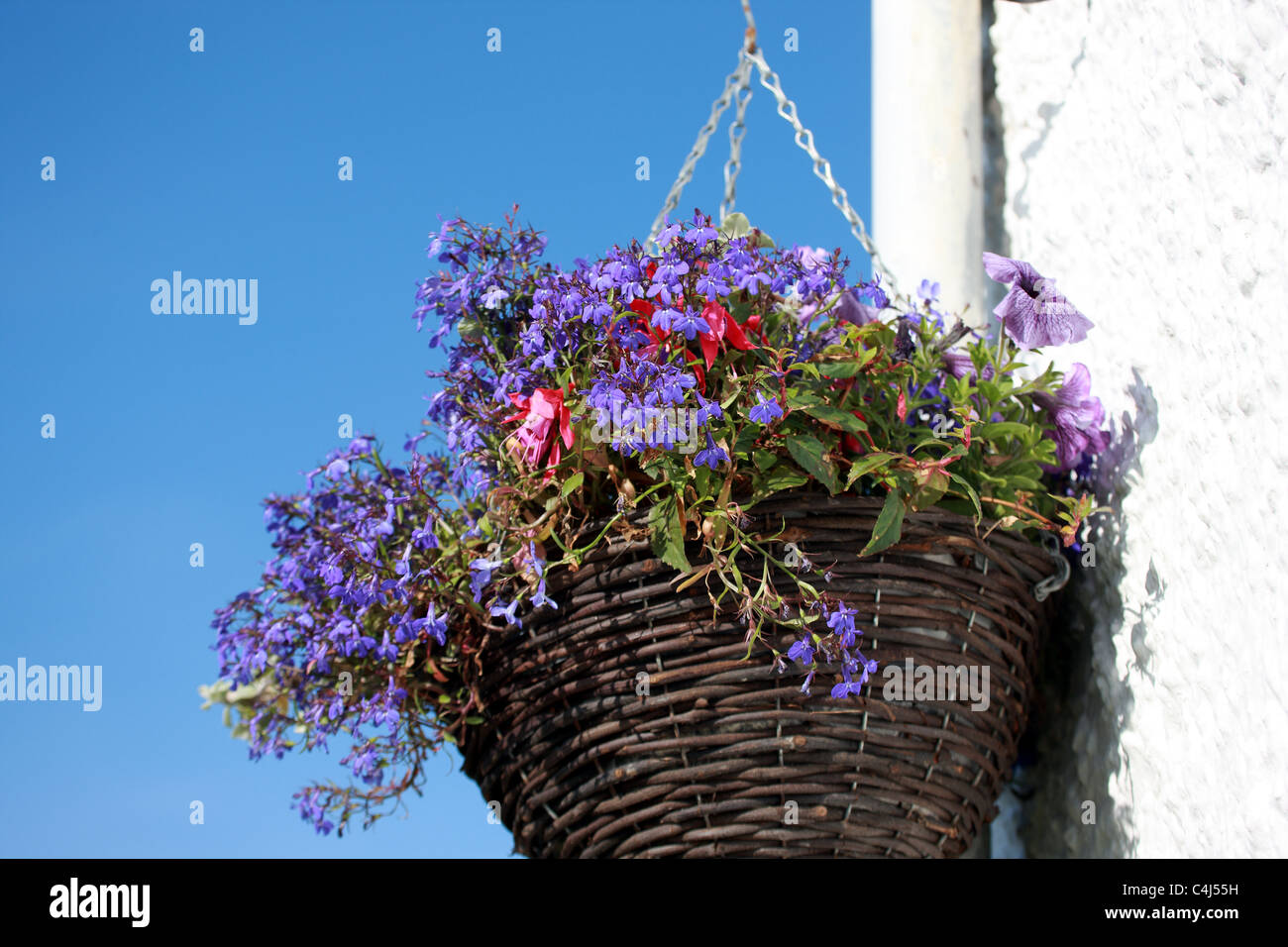 Hanging basket blue flowers hi-res stock photography and images - Alamy