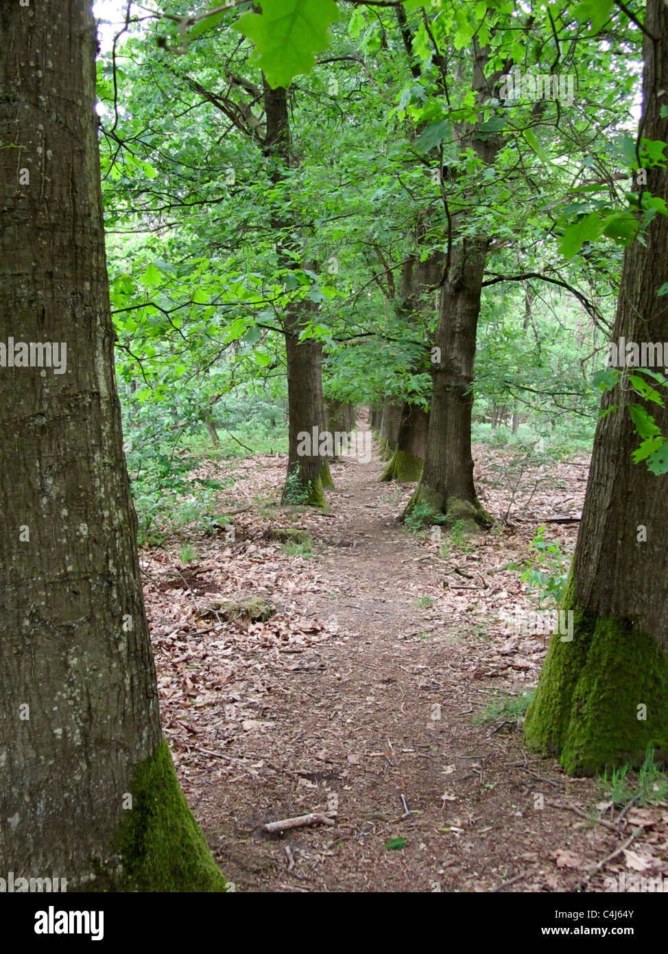 Foot path bordered by oaks, Veluwe, Netherlands Stock Photo