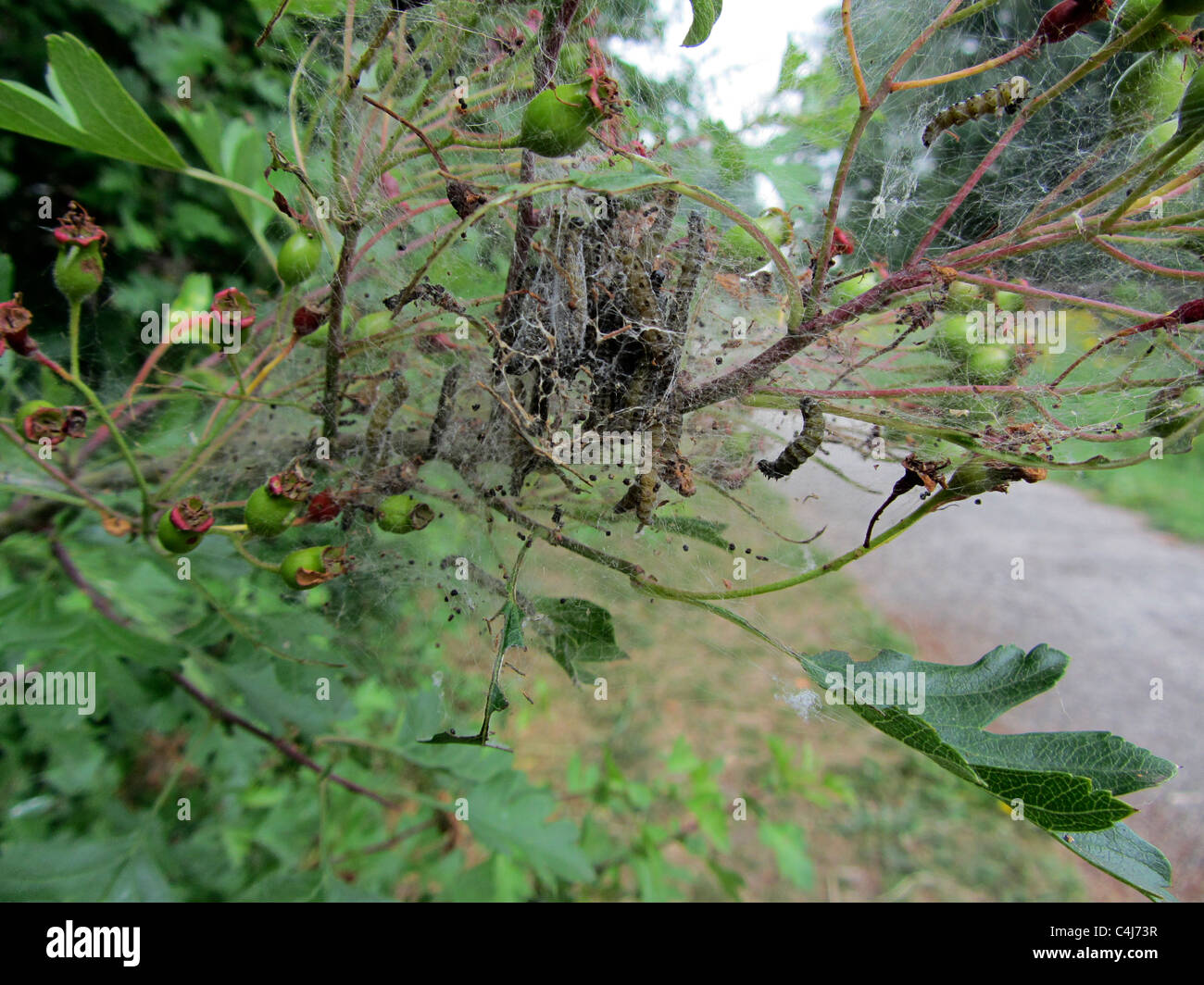 Caterpillars in their web hi-res stock photography and images - Alamy